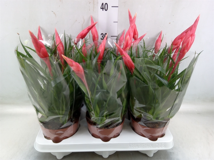 <h4>Vriesea  'Astrid'</h4>