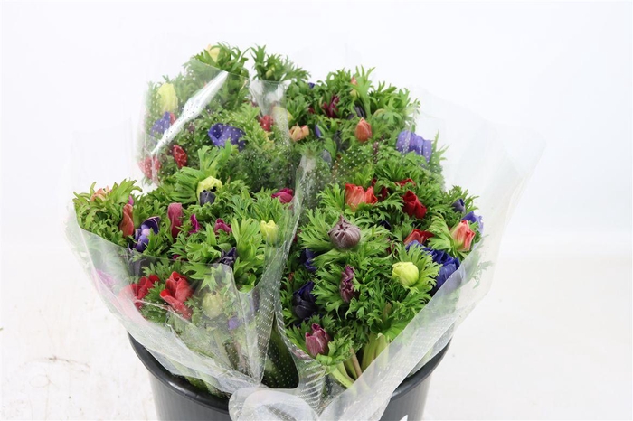 <h4>Anem Co Jerusal Mixed</h4>