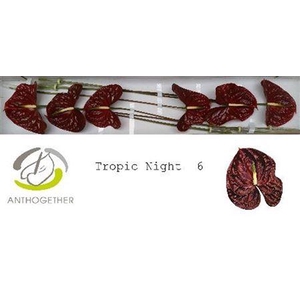 Anth A Tropic Night 6 Small Pack