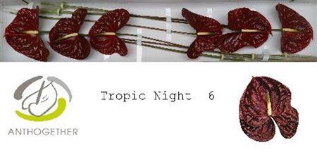 <h4>Anth A Tropic Night 6 Small Pack</h4>