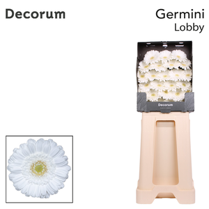 Germini Lobby Diamond