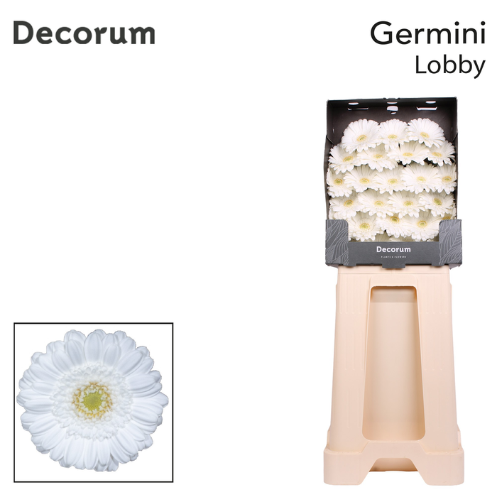 <h4>Germini Lobby Diamond</h4>