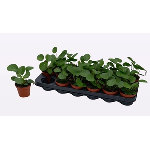 PILEA PEPEROMIOIDES