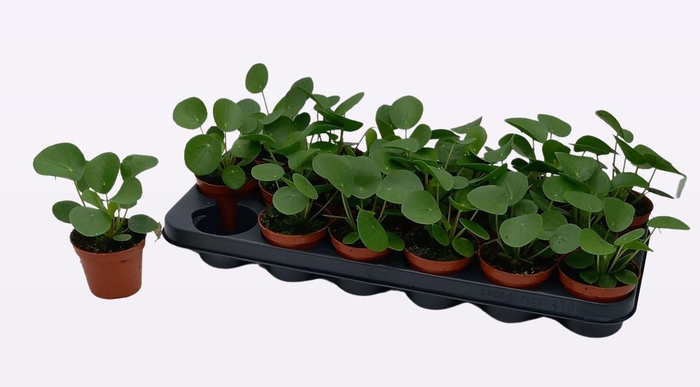 <h4>Pilea Peperomioides</h4>