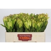 Leucadendron Goldstrike