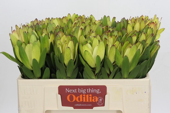 <h4>Leucadendron Goldstrike</h4>