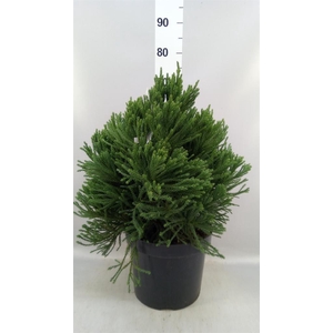 Cryptomeria japon.   ...