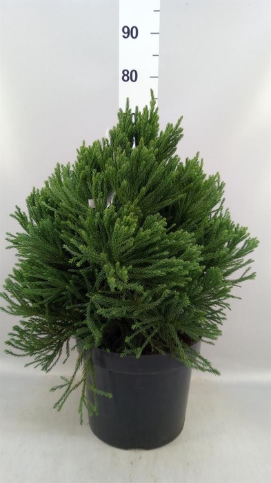 <h4>Cryptomeria japon.   ...</h4>