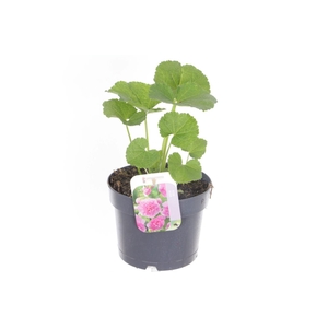 Alcea rosea Chart. Double Rose