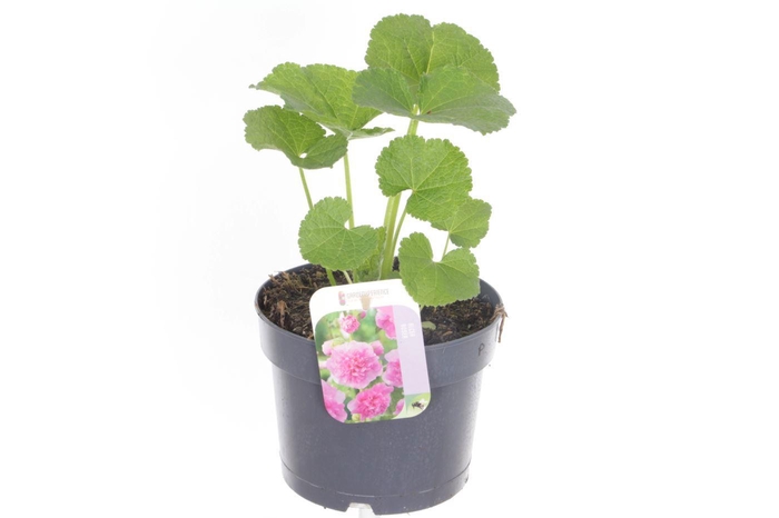 <h4>Alcea rosea Chart. Double Rose</h4>