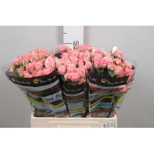 R Tr Madam Bombastic