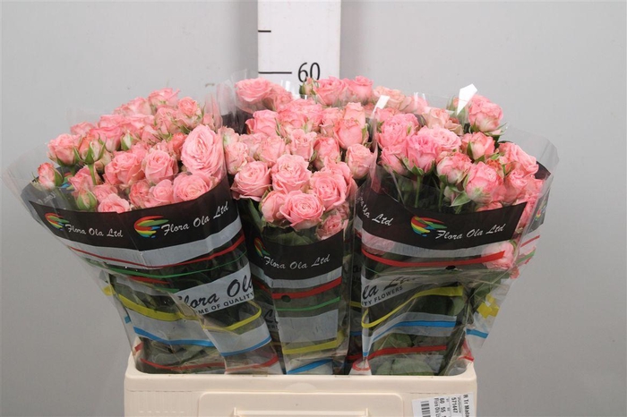 <h4>R Tr Madam Bombastic</h4>