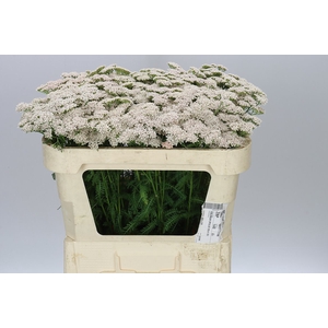 Achillea Anita Champagne