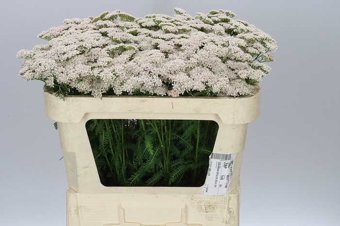 <h4>Achillea Anita Champagne</h4>