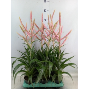 Tillandsia  'Dolce'