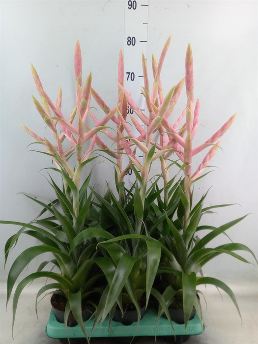 <h4>Tillandsia  'Dolce'</h4>