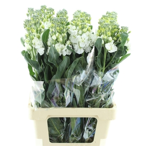 Matthiola Incana White