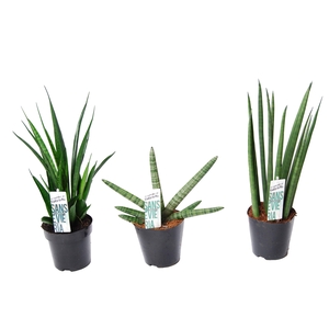 Sansevieria mix Happy: Kirkii-Skyline-Mikado