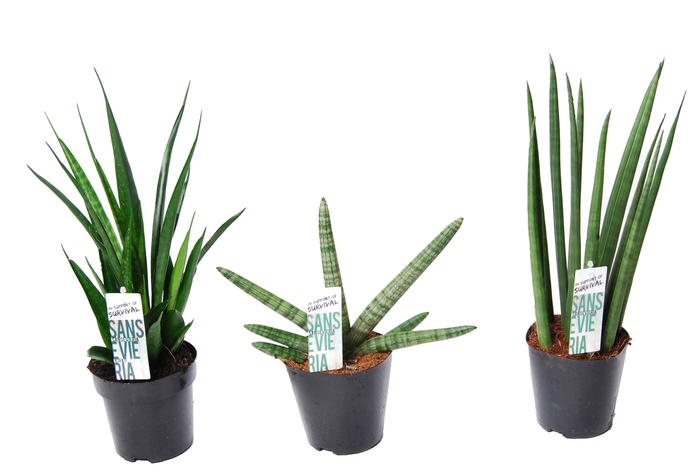 <h4>Sansevieria mix Happy: Kirkii-Skyline-Mikado</h4>