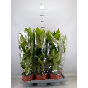 Fatsia japonica   ...