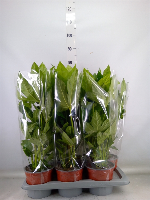 <h4>Fatsia japonica   ...</h4>