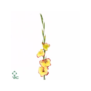 Gladiolus Primulinus 'las Vegas'