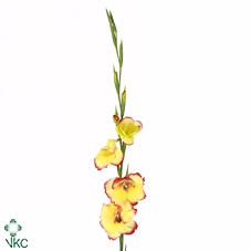 <h4>Gladiolus Primulinus 'las Vegas'</h4>