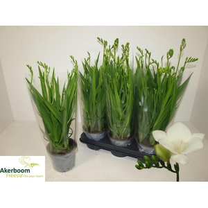 FREESIA FEGOOD WHITE