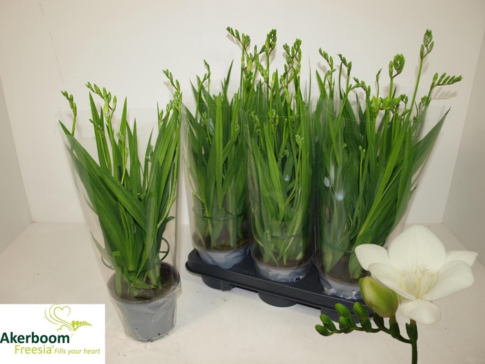 <h4>FREESIA FEGOOD WHITE</h4>