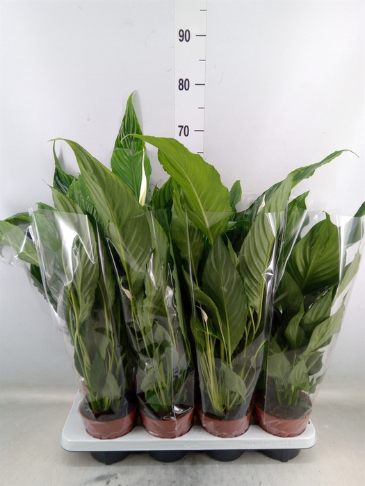 <h4>Spathiphyllum  'Sweet Chico'</h4>