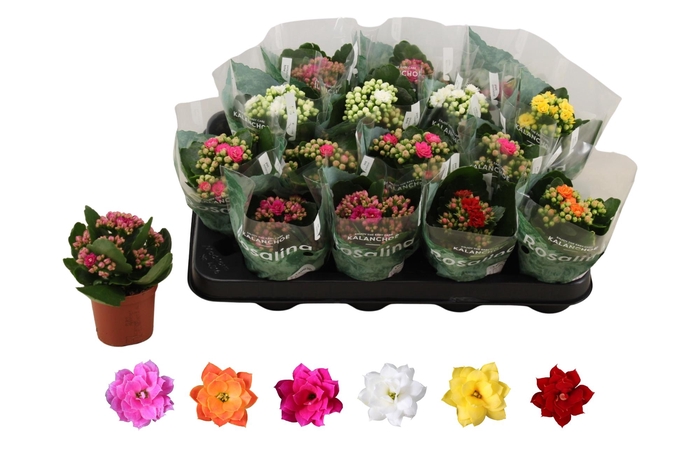 <h4>KAL GE RO GEM 6 KL</h4>