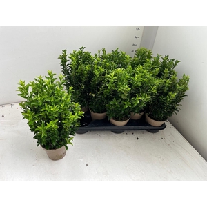 EUONYMUS JA GR SPIRE