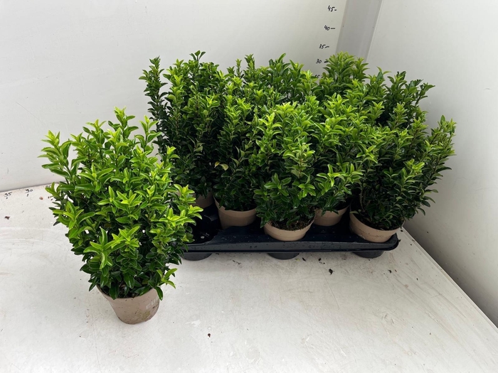 <h4>EUONYMUS JA GR SPIRE</h4>