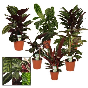 Calathea mix