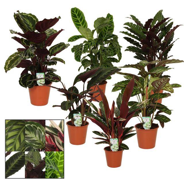 Calathea mix
