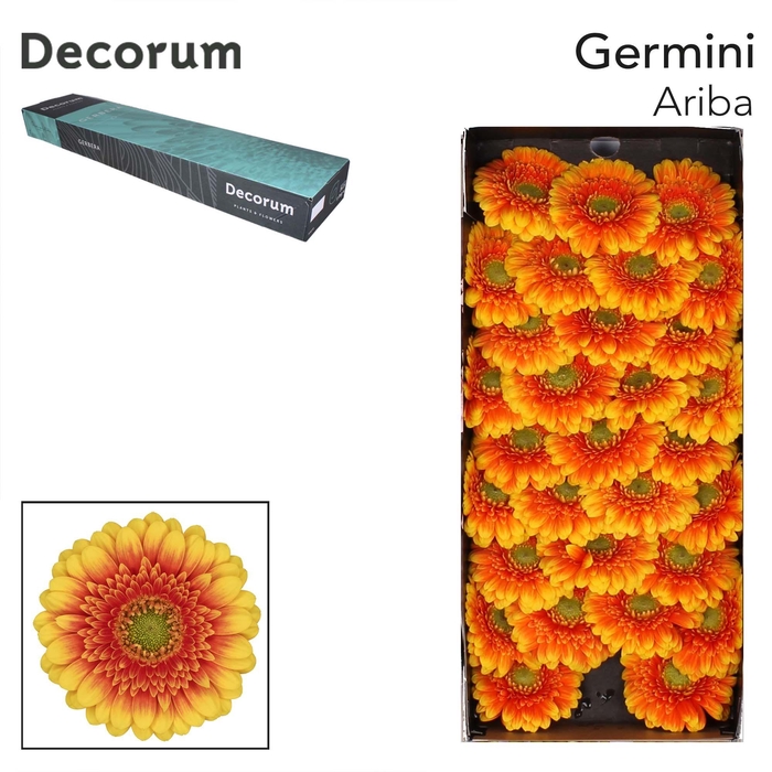 <h4>Germini Ariba Doos</h4>