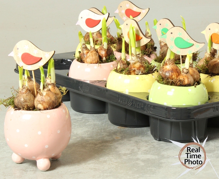 <h4>ARR NARCISSUS</h4>