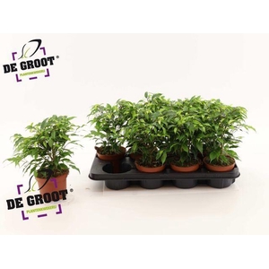 Ficus benja. 'Green Kinky'