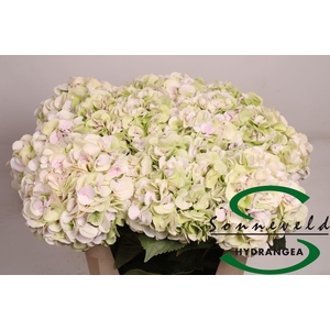 Hydrangea mag emerald classic