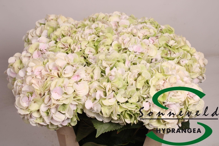 <h4>Hydrangea mag emerald classic</h4>
