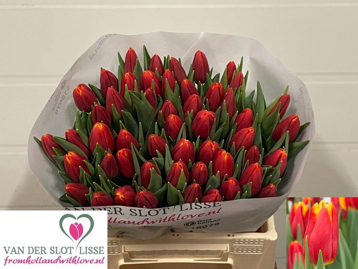 <h4>TU EN CHOICE</h4>