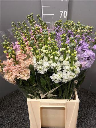 <h4>Matth Iron Mix</h4>