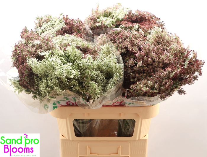 <h4>DAUCUS CAROTA DARA</h4>
