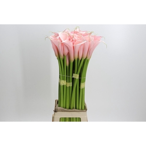 Zantedeschia Eydolls Pink