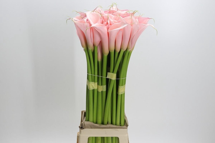 Zantedeschia Eydolls Pink