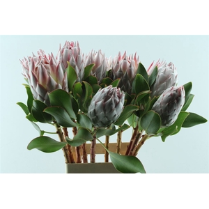 Protea Cynaroides