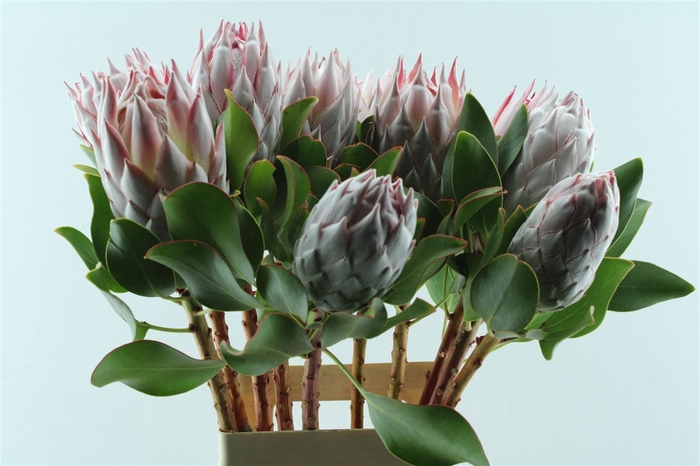 <h4>Protea Cynaroides</h4>