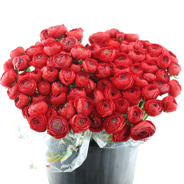 <h4>Ran Su Sr Red 311 1a</h4>