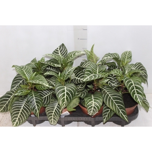 APHELANDRA P15 SEM FLOR
