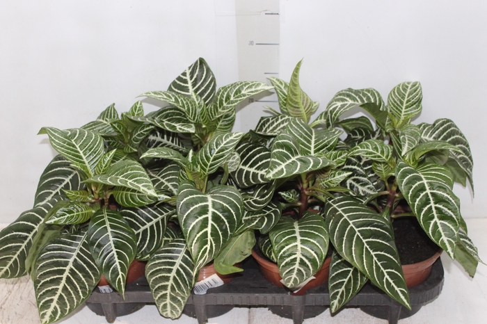 <h4>APHELANDRA P15 SEM FLOR</h4>